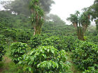 719915229801 Brazilian Yellow Bourbon Coffee