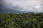 719915229856 Brazilian Yellow Bourbon Coffee