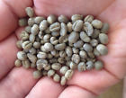 719915230265 African Tanzania Peaberry Coffee Beans Specialty Grade Green
