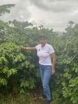 Brazilian Yellow Bourbon Coffee Beans Medium Roasted 5 Pounds In 1 Bags. Fixed Price $62.95.