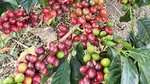 Red Coffee 300+ Seedss (coffea Sp. Caturra) For Planting. Fixed Price $120.00.