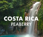 Costa Rican Tarrazu Peaberry Coffee Beans Medium Roast Whole 2 Pounds. Fixed Price $32.95.