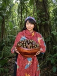 5 Sprouted Seeds Red Matoa Papua New Guinea For Planting. Fixed Price $22.00.
