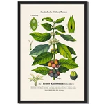 Vintage Coffee Plant Botanical Illustration Framed Print Coffea Arabica Art. Fixed Price $40.00.
