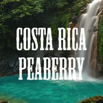 Costa Rican Tarrazu Peaberry Coffee Beans Medium Roast Whole Fresh 5LB. Fixed Price $62.95.