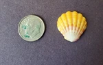 Hawaiian Sunrise Shell Handpicked From Kauai, Hi. Fixed Price $33.99.