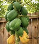 2-DWARF Solo Hawaiian Sunrise Papaya Fruit Trees 7"-8" Tall Had Fully Roots. Fixed Price $24.90.