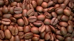 Coffee With Turmeric - We Roast When You Place The Order. Fixed Price $29.00.