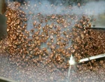 100% Tanzanian Peaberry Coffee Beans Fresh Medium Roasted Bags 2 Or 4LB. Fixed Price $32.95.