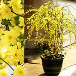 Chinese Bright Yellow Flowers Winter Jasmine Vine Shrub Live Rooted Plants. Fixed Price $15.99.