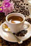 2026 Espresso (12 Oz) Bags Expresso Coffee Beans Cafe' Supremo. Fixed Price $26.95.