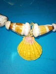 Hawaiian Sunrise Shell Cone Necklace. Fixed Price $1200.00.