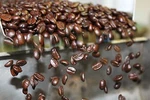 World Tour Fresh Roasted Coffee Sampler # 1 Medium 6 Bags Pound Each. Fixed Price $82.95.