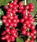 120+ Red Coffee Seedss (coffea Sp. Caturra) For Planting. Fixed Price $175.00.
