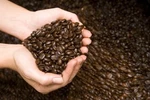 World Tour Fresh Roasted Coffee Sampler #2 Medium 6 Lbs In 1 Pound Bags. Fixed Price $84.95.