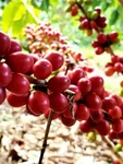 Red Coffee 120+ Seedss (coffea Sp. Caturra) For Planting. Fixed Price $120.00.
