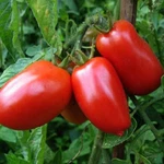 San Marzano Tomato Seeds, Non-gmo, Italian Pasting, Determinate, Free Shipping. Fixed Price $8.99.