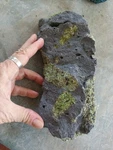 San Carlos Apache Res, Az Peridot Phenacrist Crystals In Basalt 1400 Grams. Fixed Price $165.00.