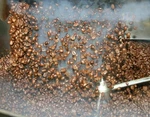 Geisha Colombia La Esperanza Coffee Beans Medium Roasted 2LBS In 1 Pound Bags. Fixed Price $44.95.