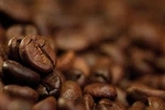 2026 Tampa Bay Blend 12 Onzas De Cafe, Fresh Roasted Whole Bean Coffee. Fixed Price $19.95.